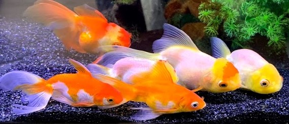 金魚好きなサラリーマンがブログ始めてみた プロフィール ほのぼの金魚ぶろぐ